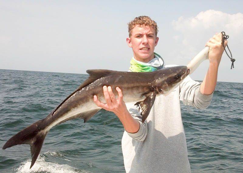 Sonny with a tag and release cobia, caught with Capt. Steve Hobbs, Skeeterbite Charters