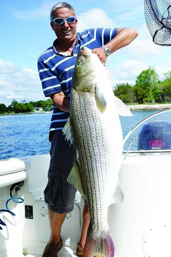 The author’s father, Joe DeMarte, caught this monster 52-inch, 51-pound striper earlier this season while trolling a bunker spoon just south of Great Captain’s Island in Greenwich.