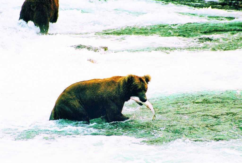 Bristol Bay Bear