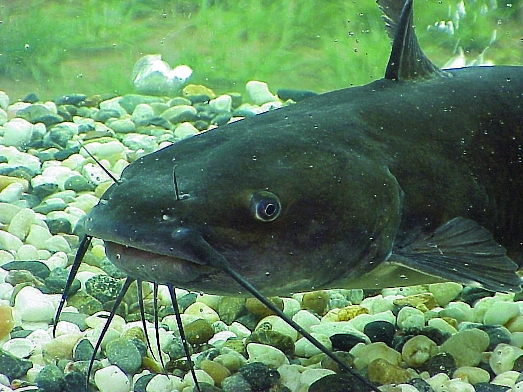 Catfish of all species take their name from their barbels or whiskers, which look like a cat’s whiskers.