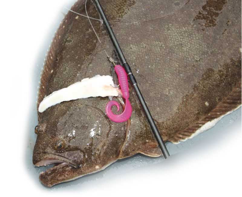 FLUKE-FISHING-TIPS | Coastal Angler & The Angler Magazine