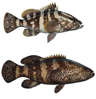 Grouper, Grouper And More Grouper - Coastal Angler / The Angler