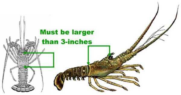 Lobster_Measurements