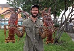Big Florida lobsters