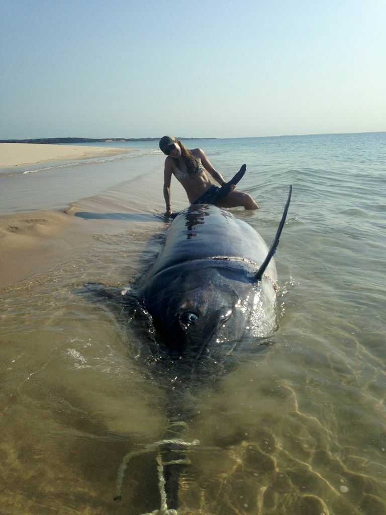 The few marlin killed in the World Cup from more than 100 boats fishing around the world generated many millions in recreational fishing dollars in many economies. 