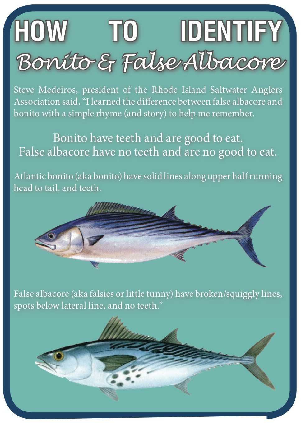 bonito-vs-false-albacore Coastal Angler The Angler Magazine