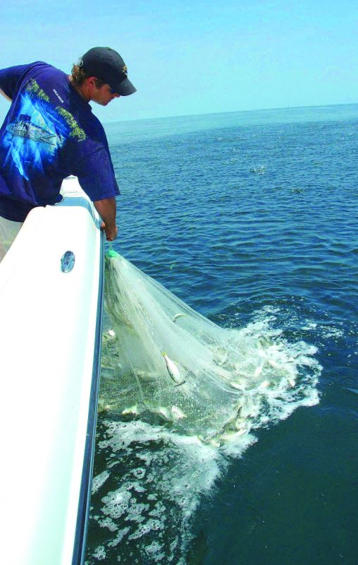 King pogy channel: Taking the time in netting enough menhaden for both chumming and live-bait king fishing is key to any SKA king mackerel team’s success.