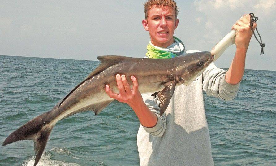 Sonny has a nice catch,tag and release cobia!