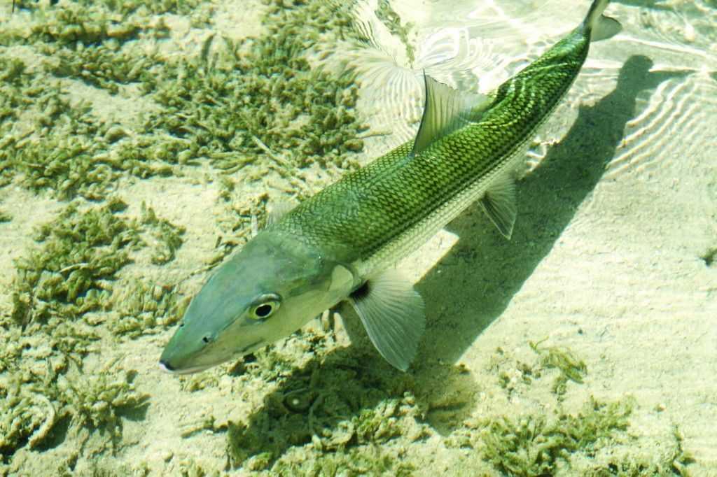 From humble beginnings, the bonefish has gained notoriety and now generates upwards of $141 million for the Bahamas.
