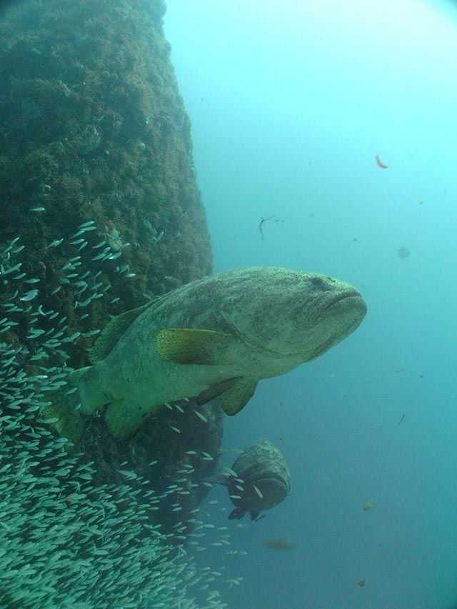 During the fall, our area plays host to the largest gathering of goliath grouper in the world. PHOTO CREDIT: Steve Wood.
