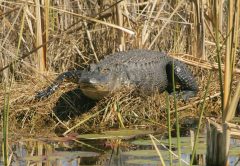 Alligator