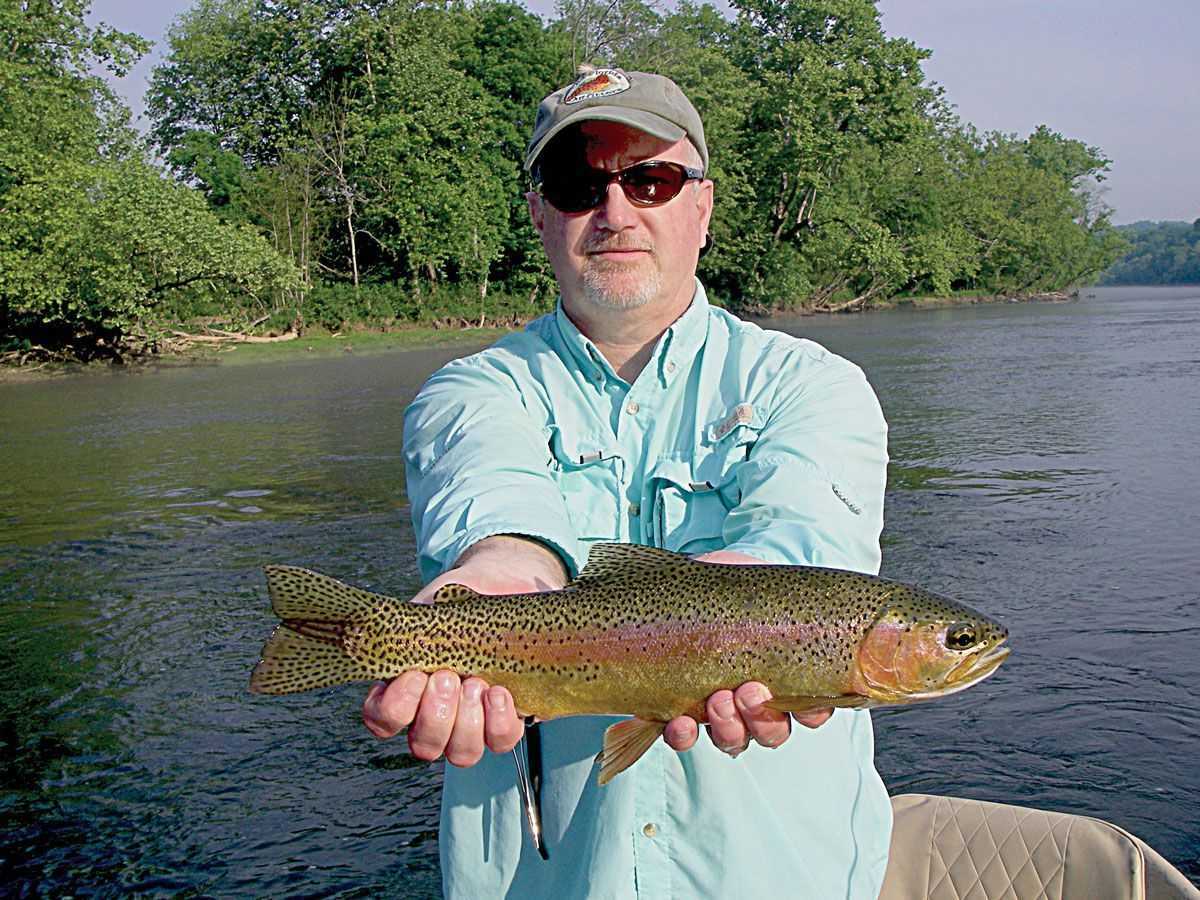 rainbow trout 