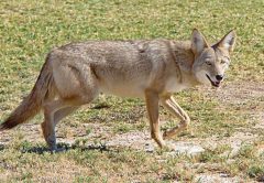 Coyote