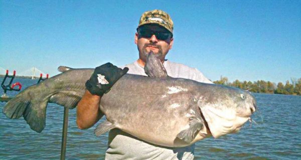 Blue Catfish