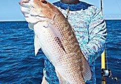 Mangrove Snapper