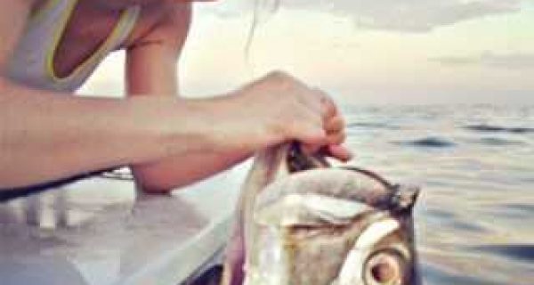 tarpon