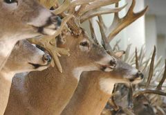 deer