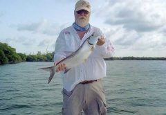 tarpon