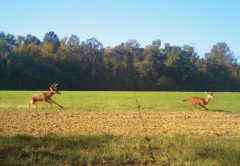 Deer Hunting
