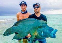 Humphead Wrasse