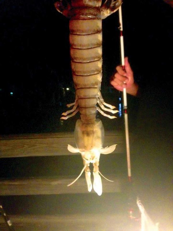 Mantis Shrimp You Never Know What You’ll Catch Coastal Angler & The Angler Magazine