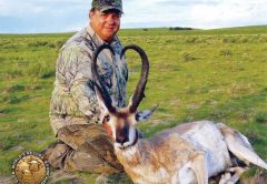 pronghorn