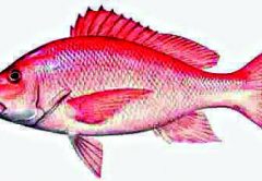 Red Snapper