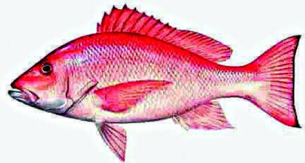 Red Snapper