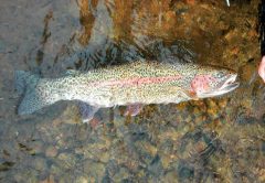 trout