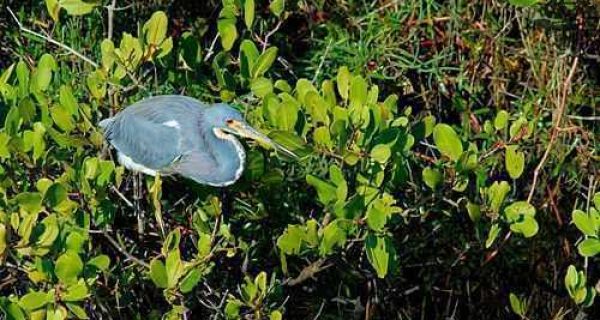 tricolor heron