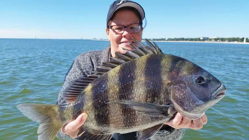 sheepshead