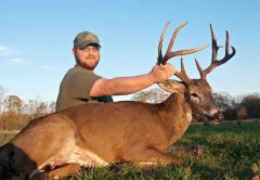 deer buck