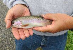 Rainbow trout