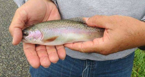 Rainbow trout