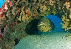 Artificial Reefs