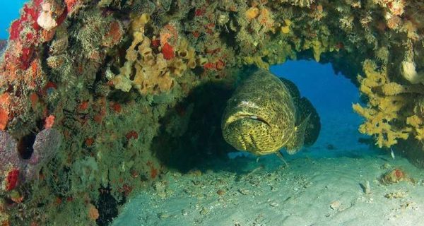 Artificial Reefs