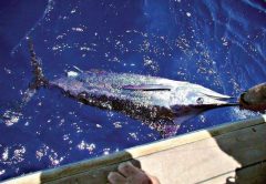 Marlin Release