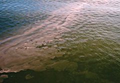 Red Tide