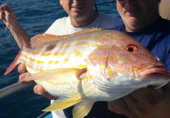 Lane snapper aboard the Safari 1.