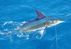 Striped marlin