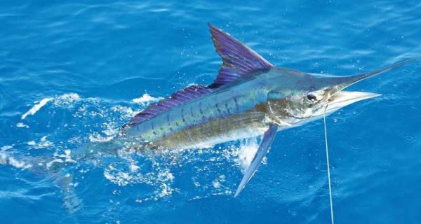 Striped marlin