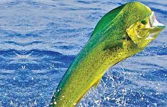 mahi