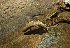 northern-water-snake
