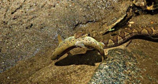 northern-water-snake