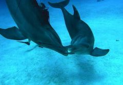 Grand Bahama dolphins welcome the New Year with an underwater 'kiss'. PHOTO CREDIT: UNEXSO.