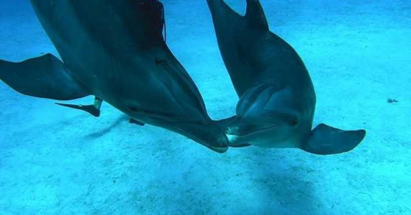 Grand Bahama dolphins welcome the New Year with an underwater 'kiss'. PHOTO CREDIT: UNEXSO.