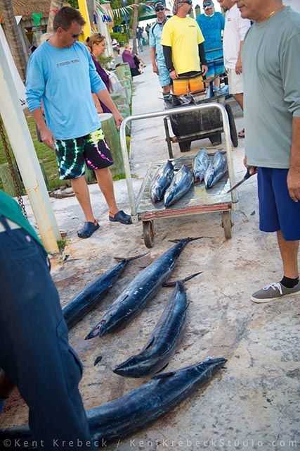 ‘Hoo’s coming in for weigh-in during the Bimini Big Game Club’s Wahoo Smackdown V in December. Photo credit: Kent Krebeck.
