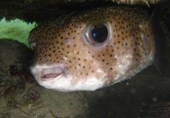 Porcupine fish.