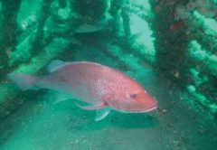 Red-snapper