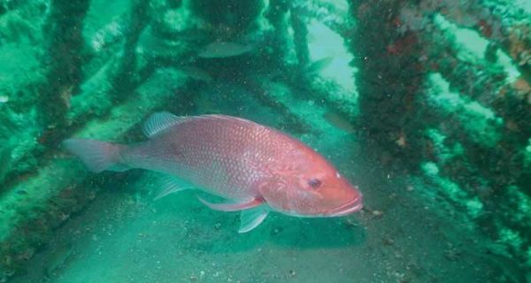 Red-snapper